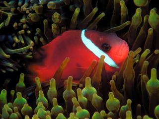 Obrazek: Red and Black Anemonefish